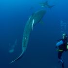 Tigersharks, Blacktips & Diver. South Afrika