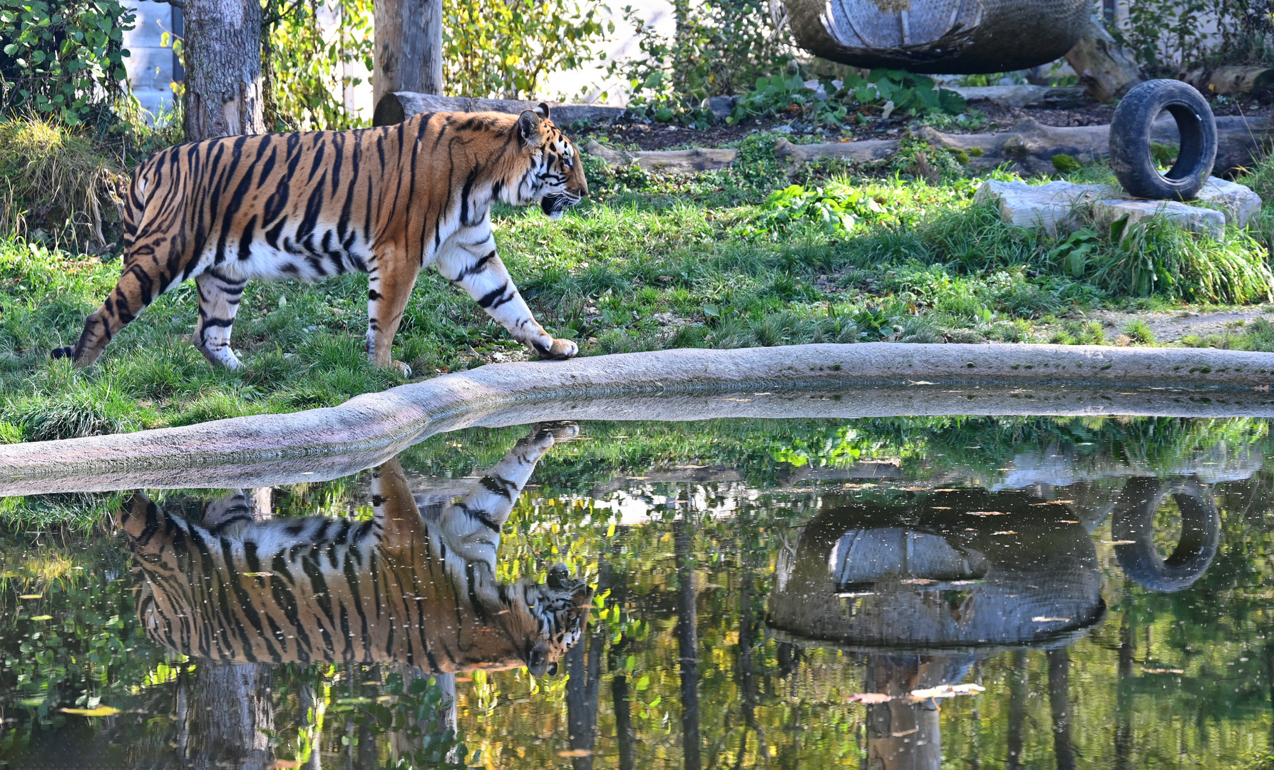 Tigerspiegelung