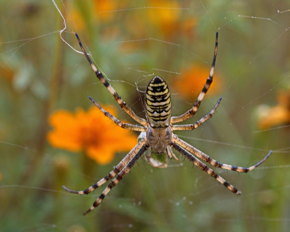 " Tigerspinne"