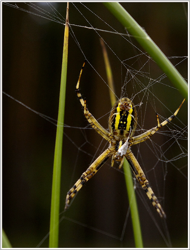 Tigerspinne