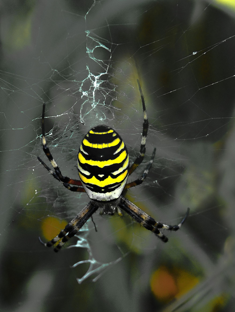 Tigerspinne