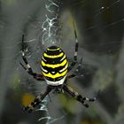 Tigerspinne