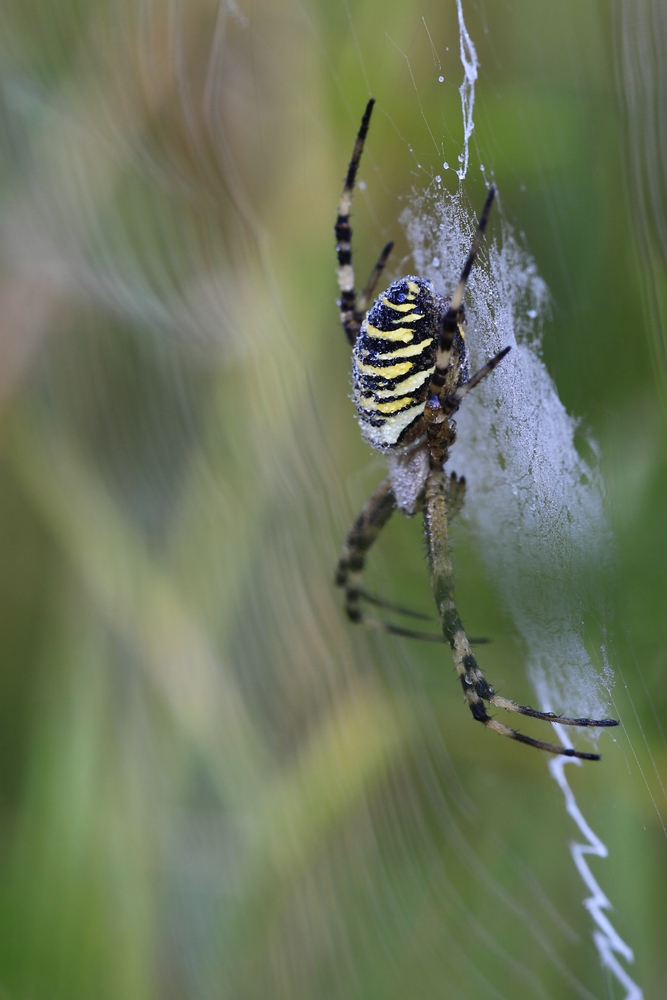 Tigerspinne