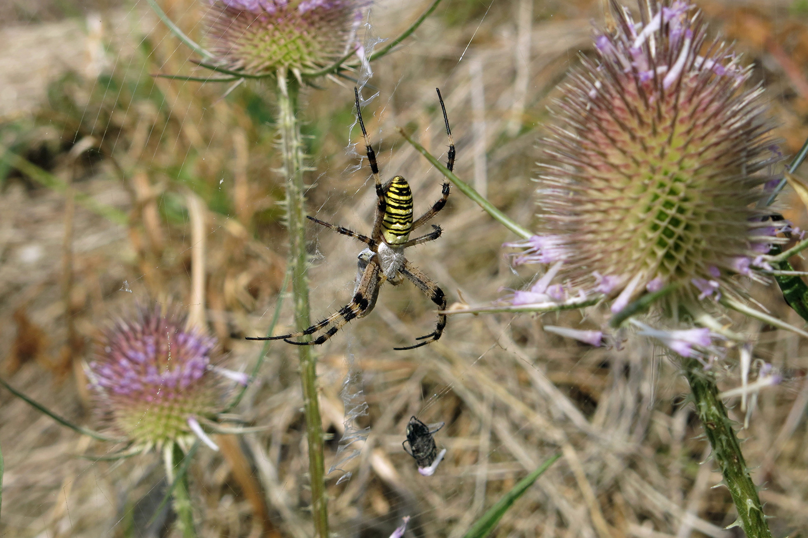  Tigerspinne