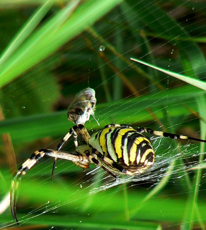 Tigerspinne