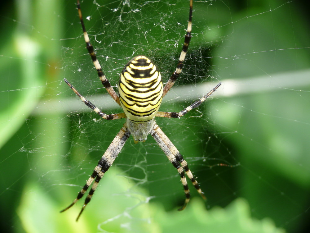 Tigerspinne