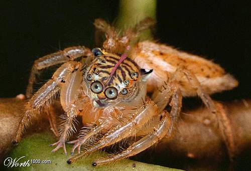 Tigerspinne