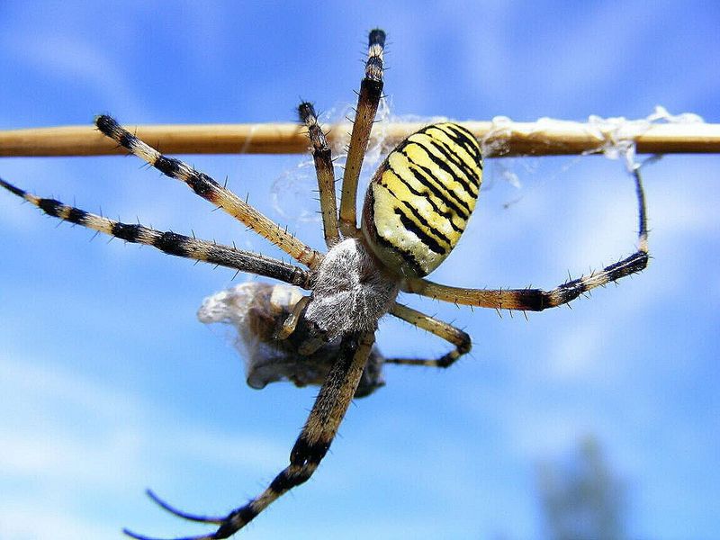 Tigerspinne