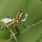 Tigerspinne