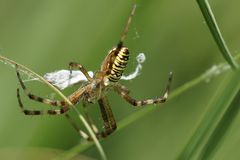 Tigerspinne