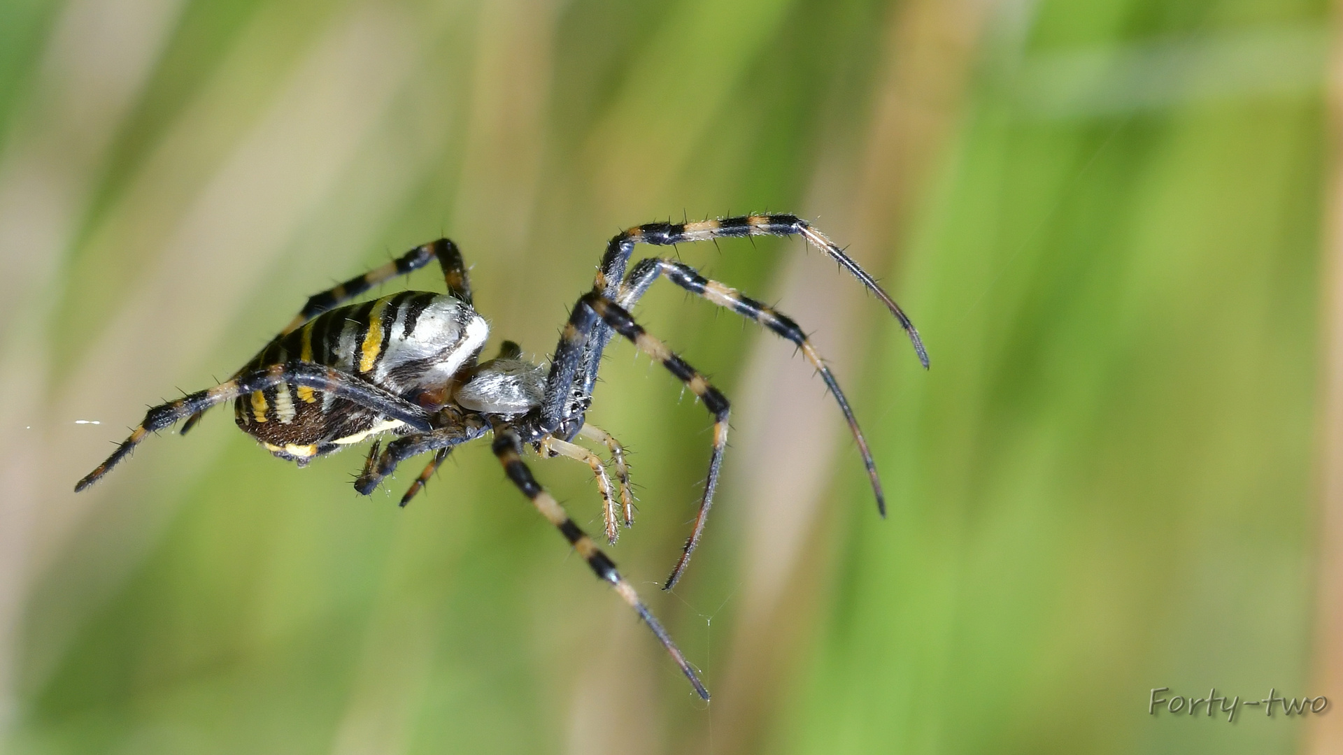 Tigerspinne