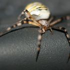 Tigerspinne II