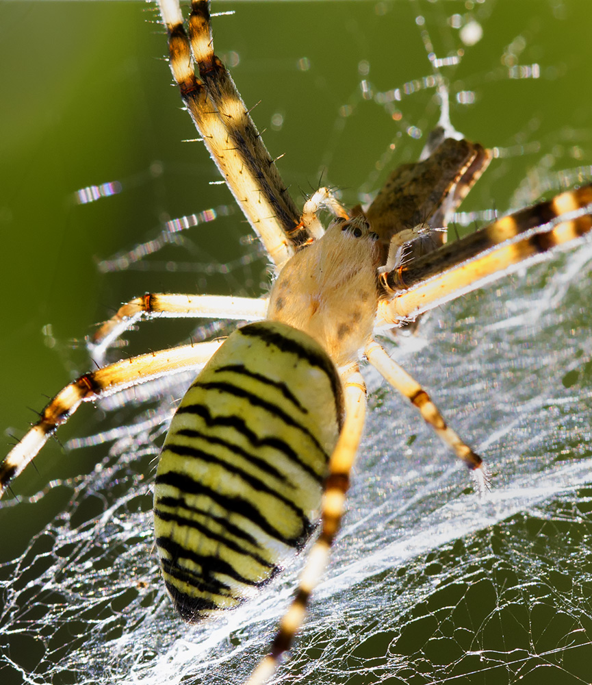 Tiger(spinne) mit Beute