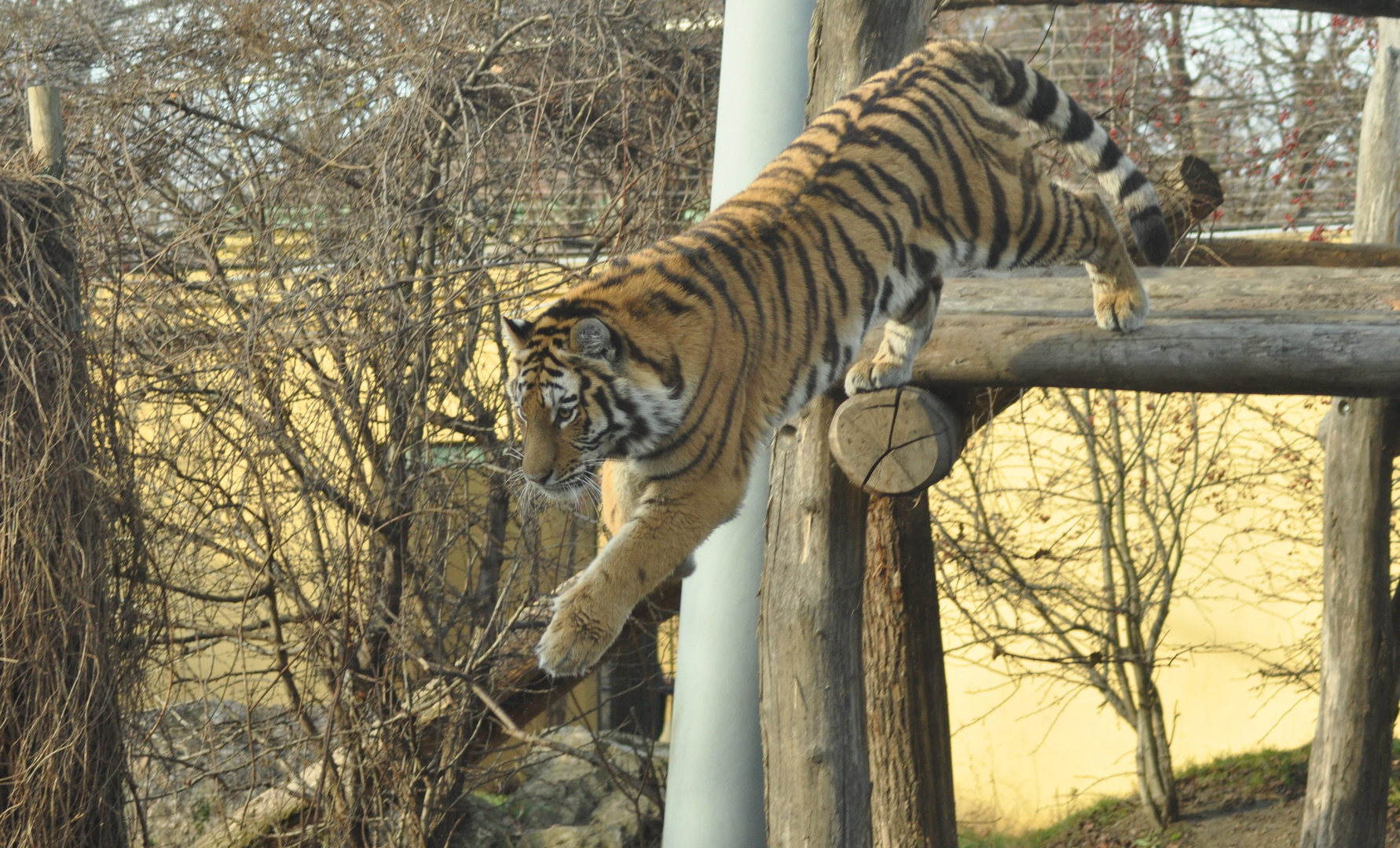 Tigersprung Foto & Bild tiere, zoo, wildpark & falknerei, säugetiere