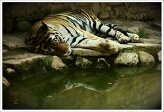 Tigerträume