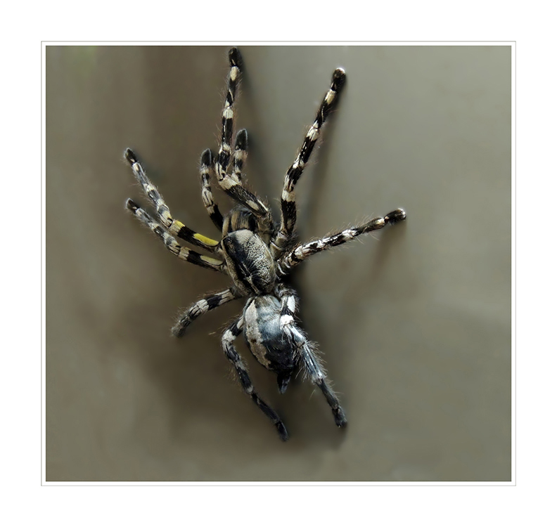 Tigervogelspinne - Poecilotheria regalis