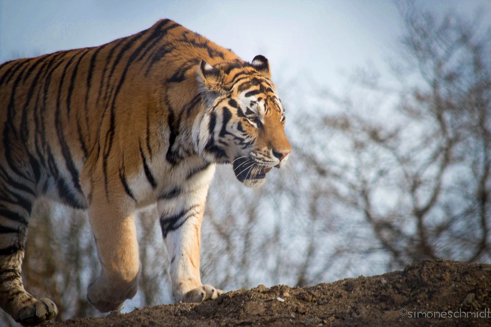 Tiger.walk.