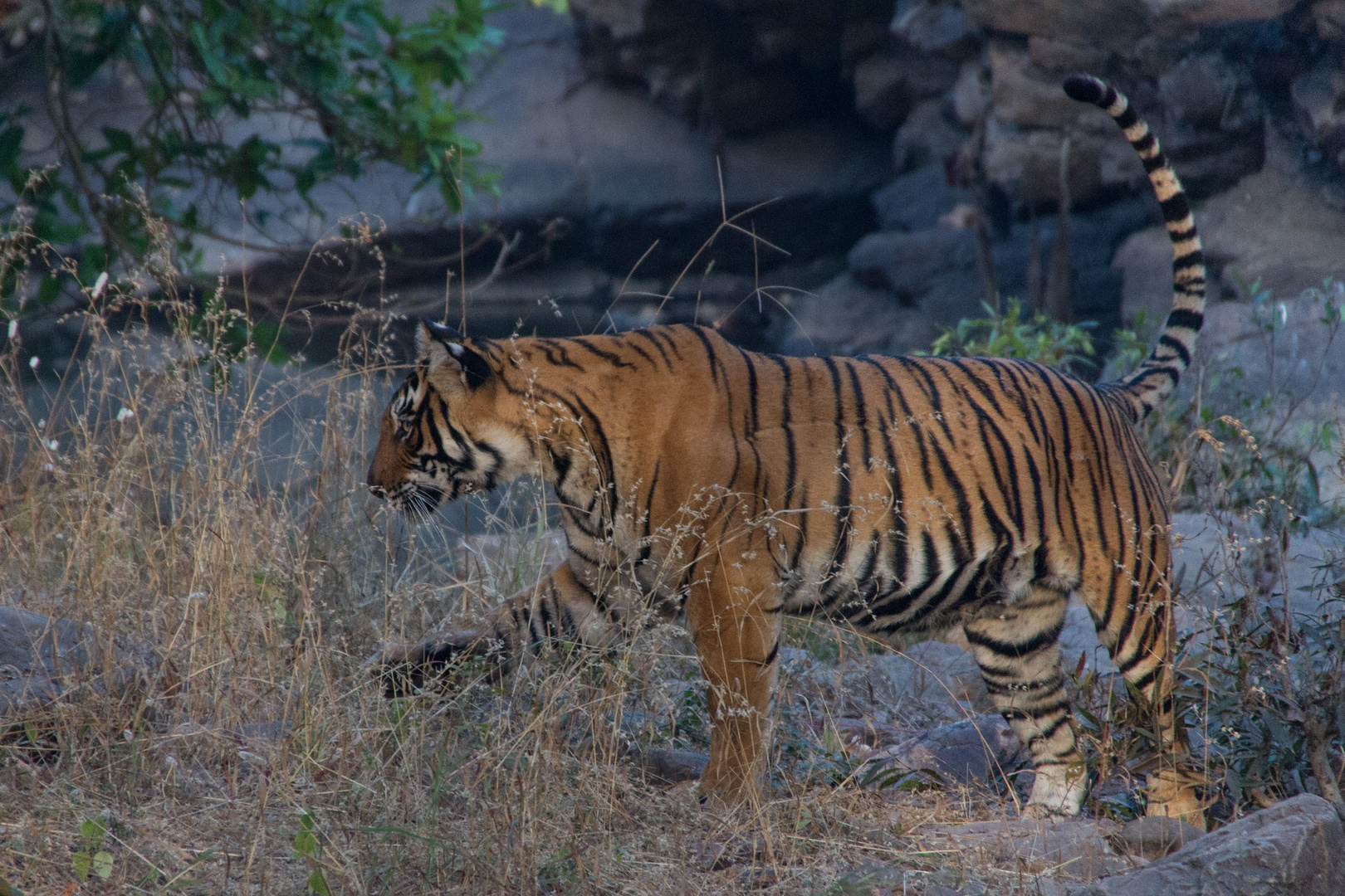 Tigerweibchen-2; Ranthambore Nationalpark