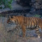 Tigerweibchen-2; Ranthambore Nationalpark