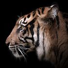 Tigerweibchen im Profil 