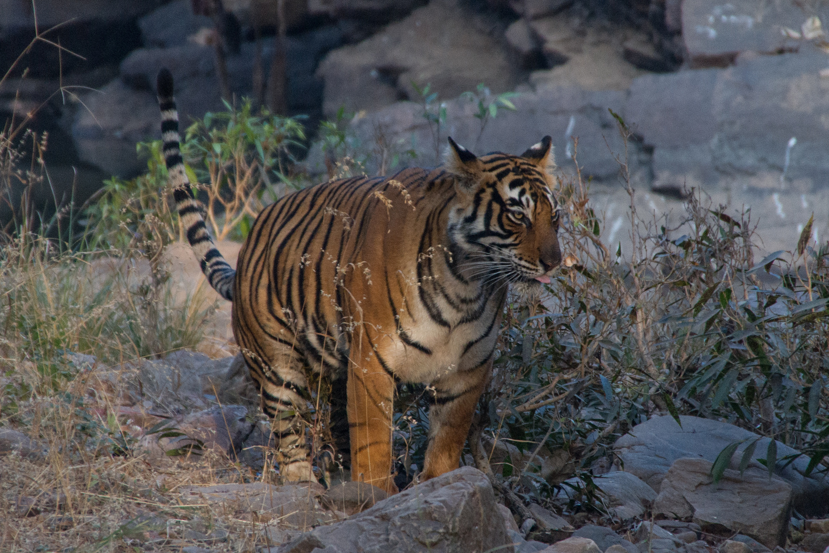Tigerweibchen; Ranthambore Nationalpark