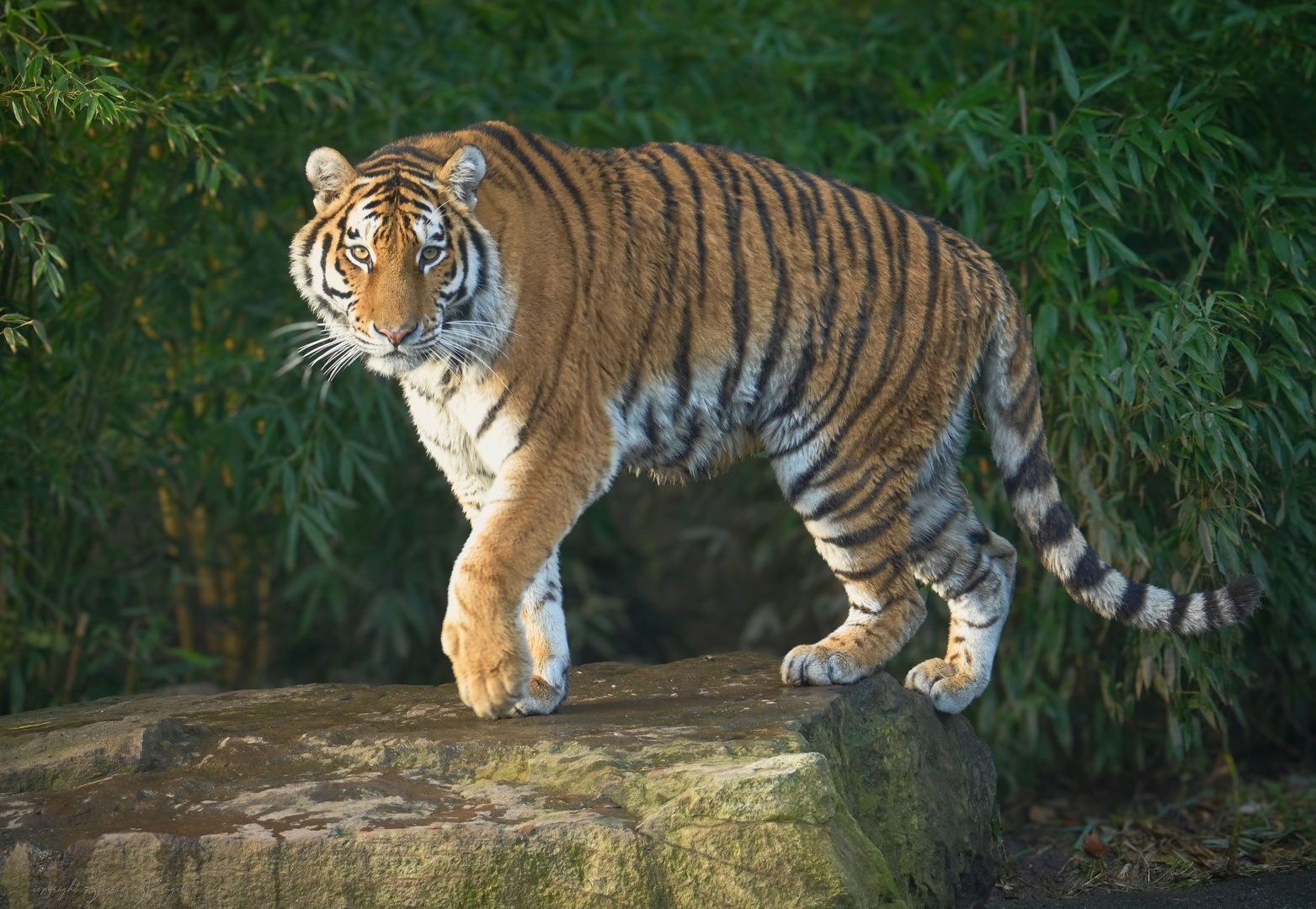 Tigerweibchen Raya
