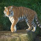 Tigerweibchen Raya