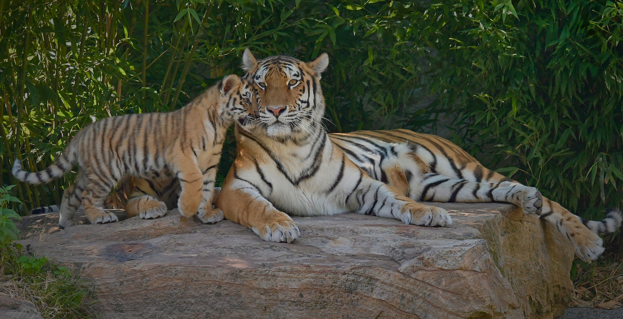 Tigerweibchen Raya mit Baby
