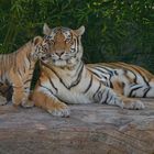 Tigerweibchen Raya mit Baby