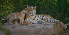 Tigerweibchen Raya mit Baby