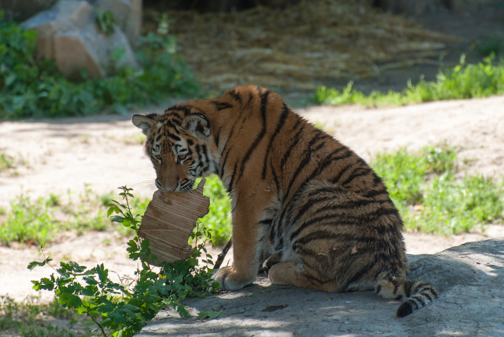 Tigerwelpe beim Spielen