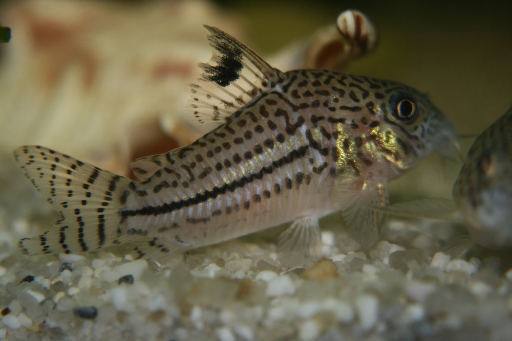 tigerwels -fisch im aquarium