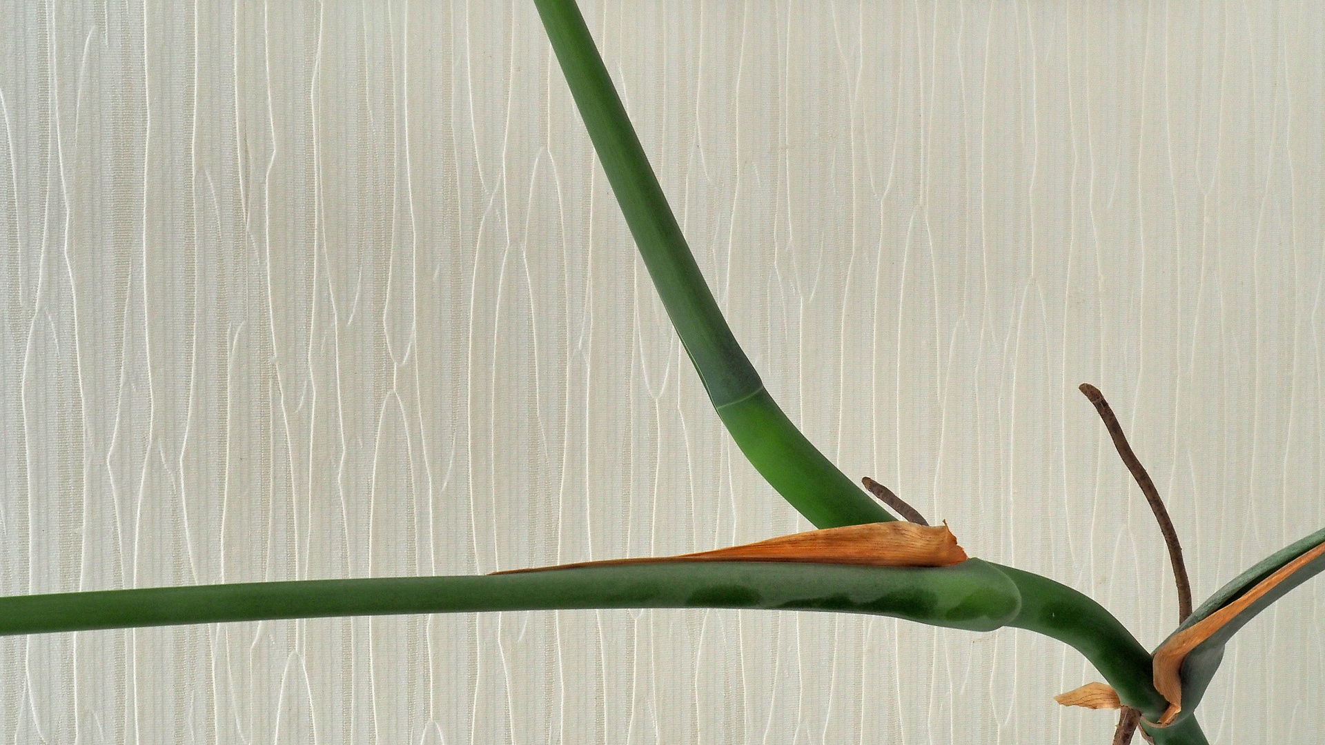 Tiges de philodendron