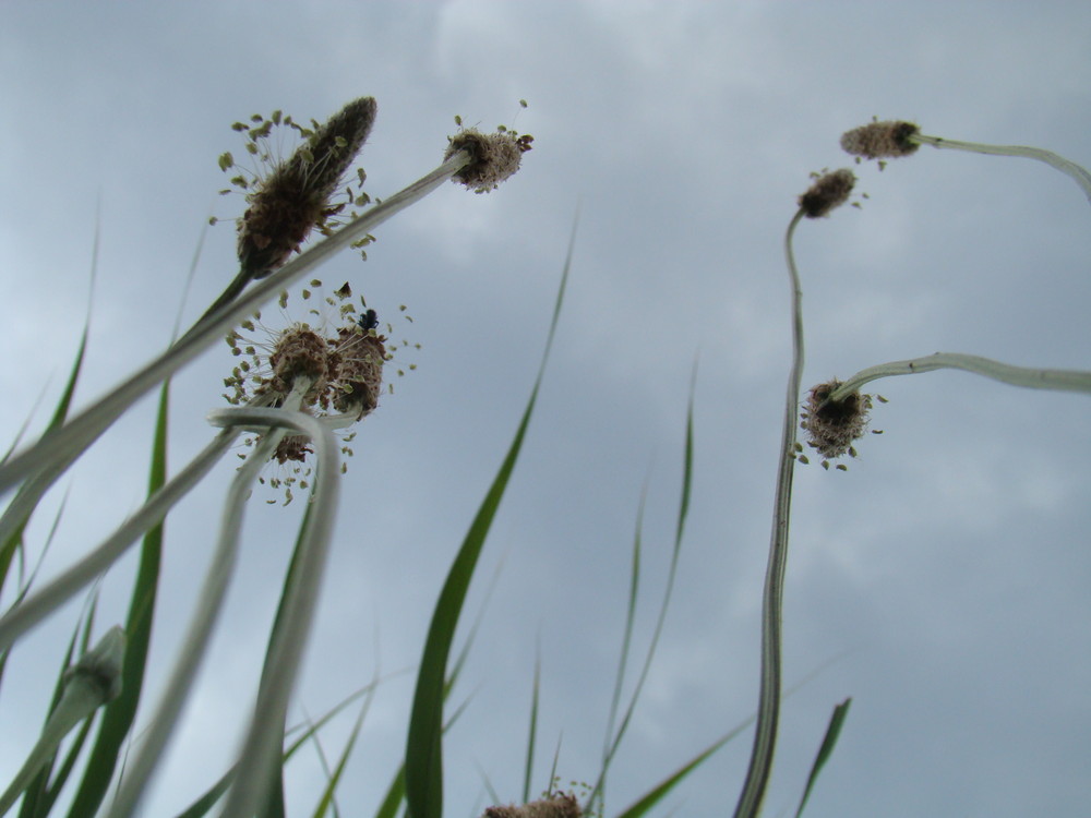 Tiges rejoignant le ciel