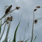 Tiges rejoignant le ciel