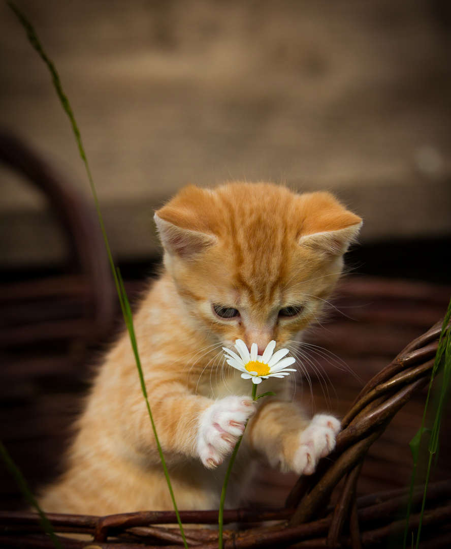 Tigger und die Blume