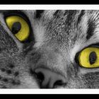 TIGGERS AUGEN