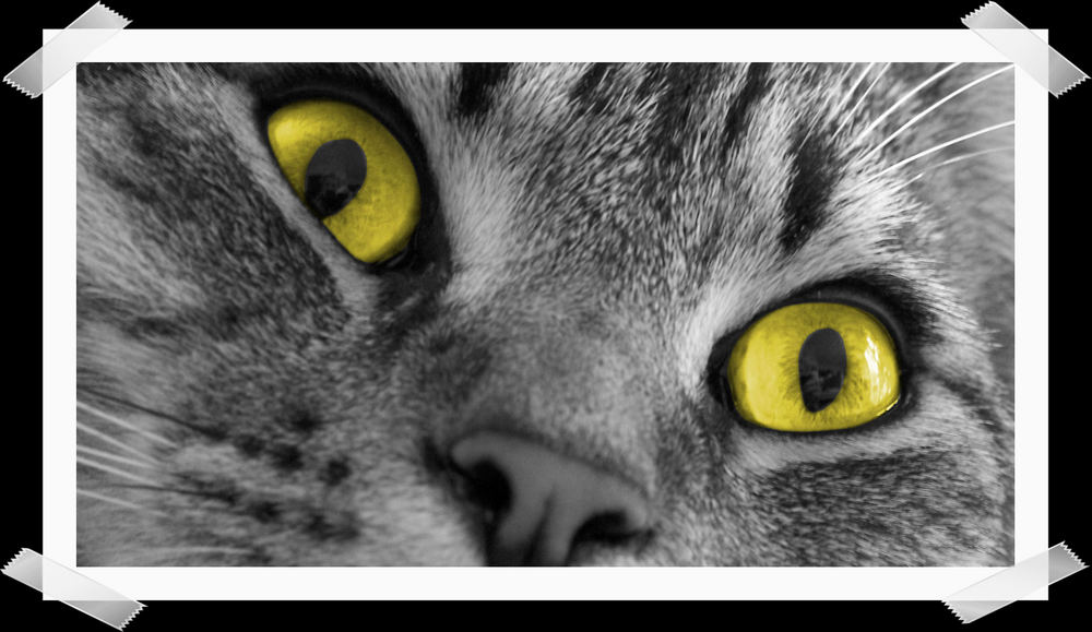 TIGGERS AUGEN