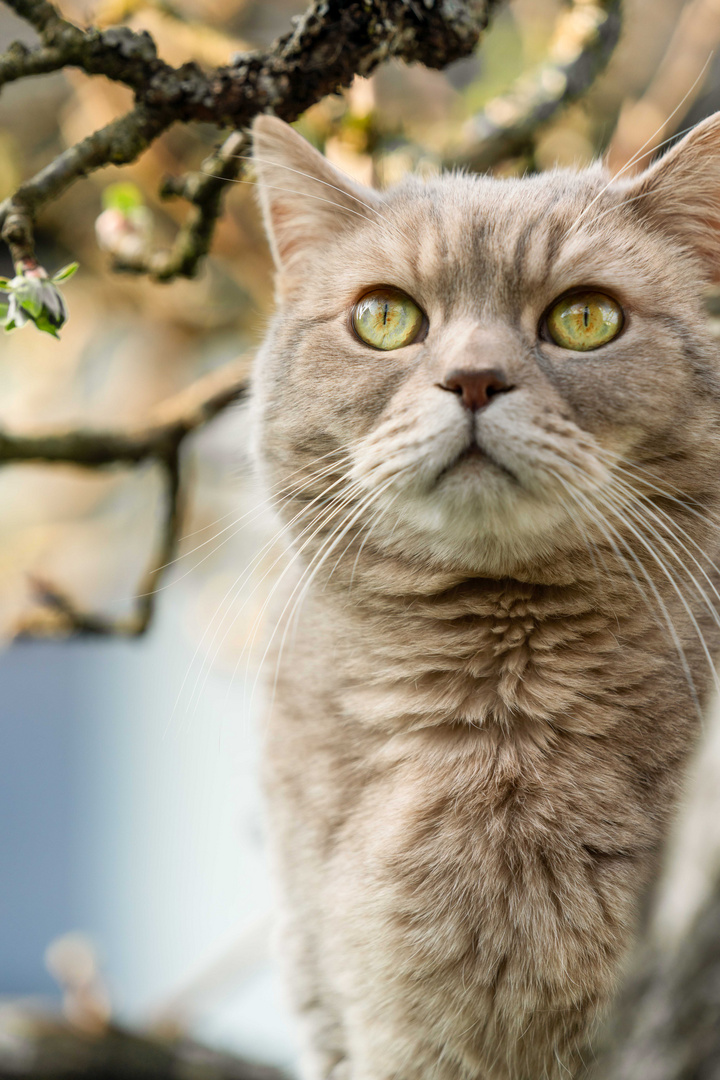 Tiggi im Apfelbaum