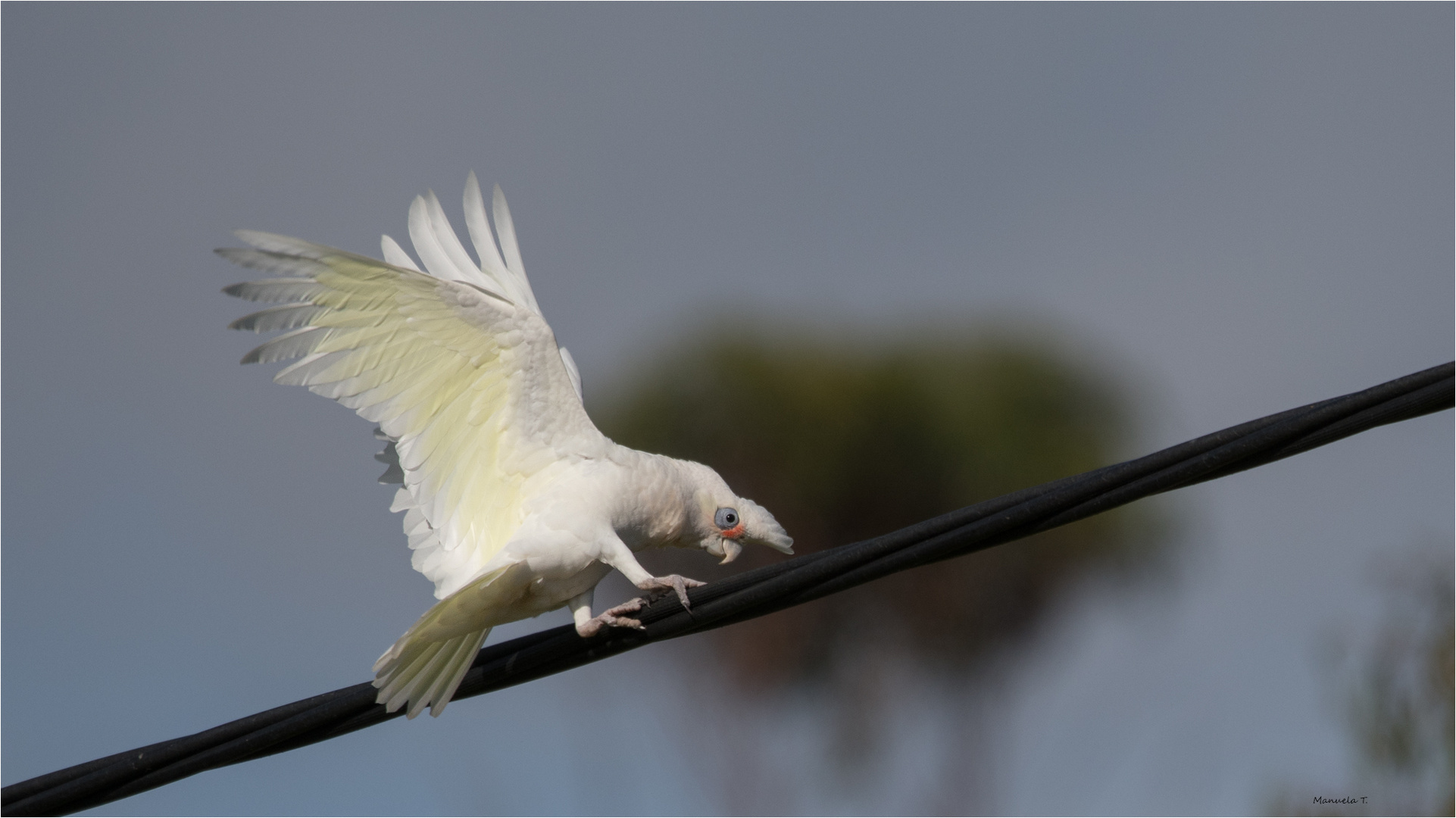 Tightrope dancer