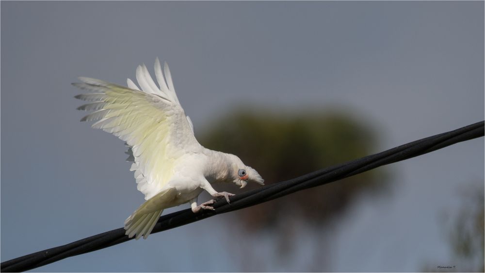 Tightrope dancer