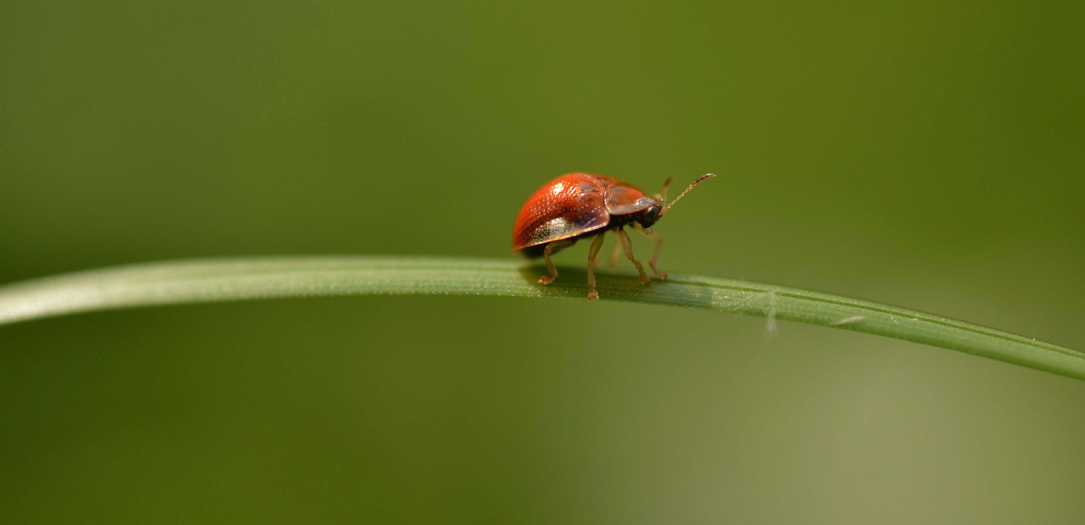 tightrope walker