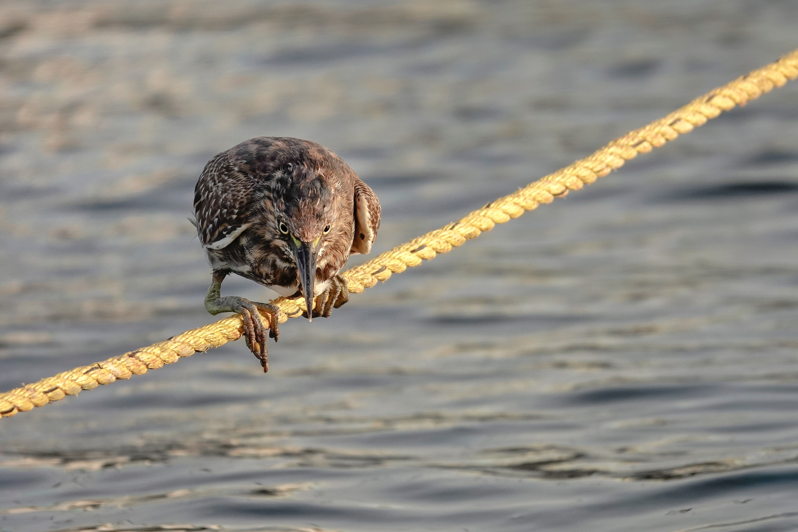 tightrope walker