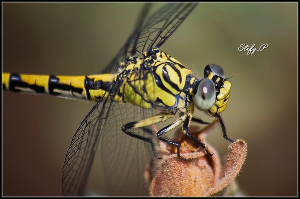 Tigrata (vicina vicina - reloaded)