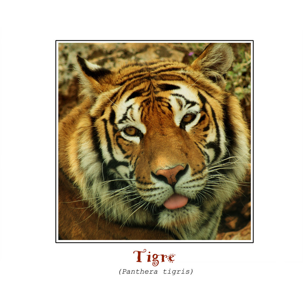 Tigre