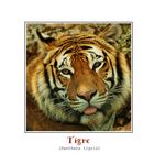 Tigre