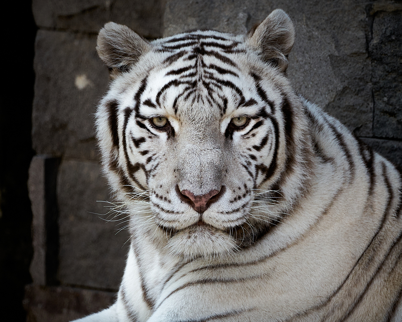 Tigre 1