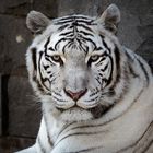 Tigre 1