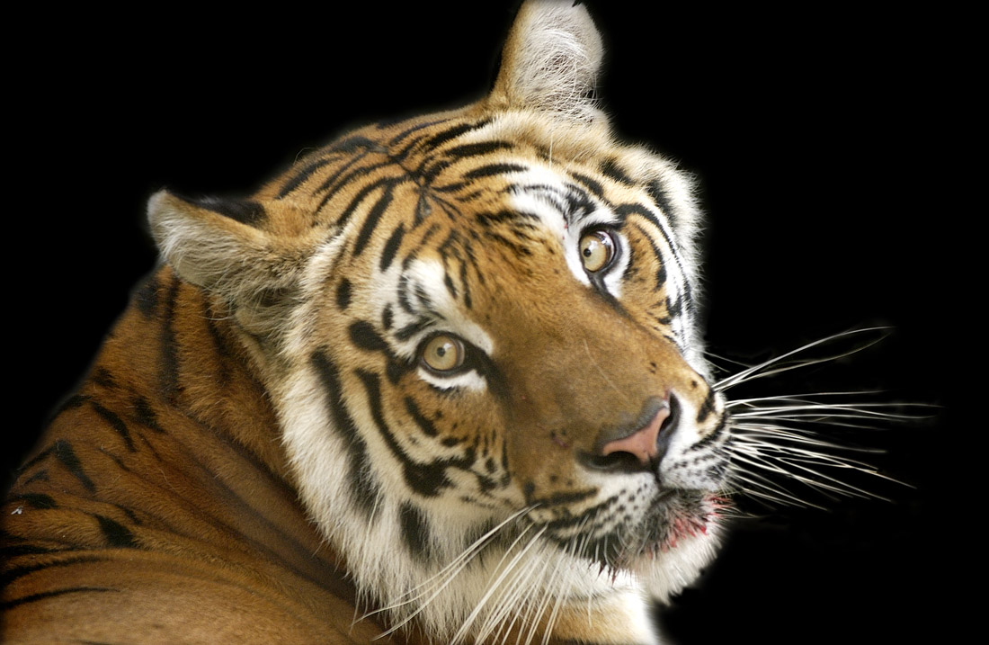 Tigre