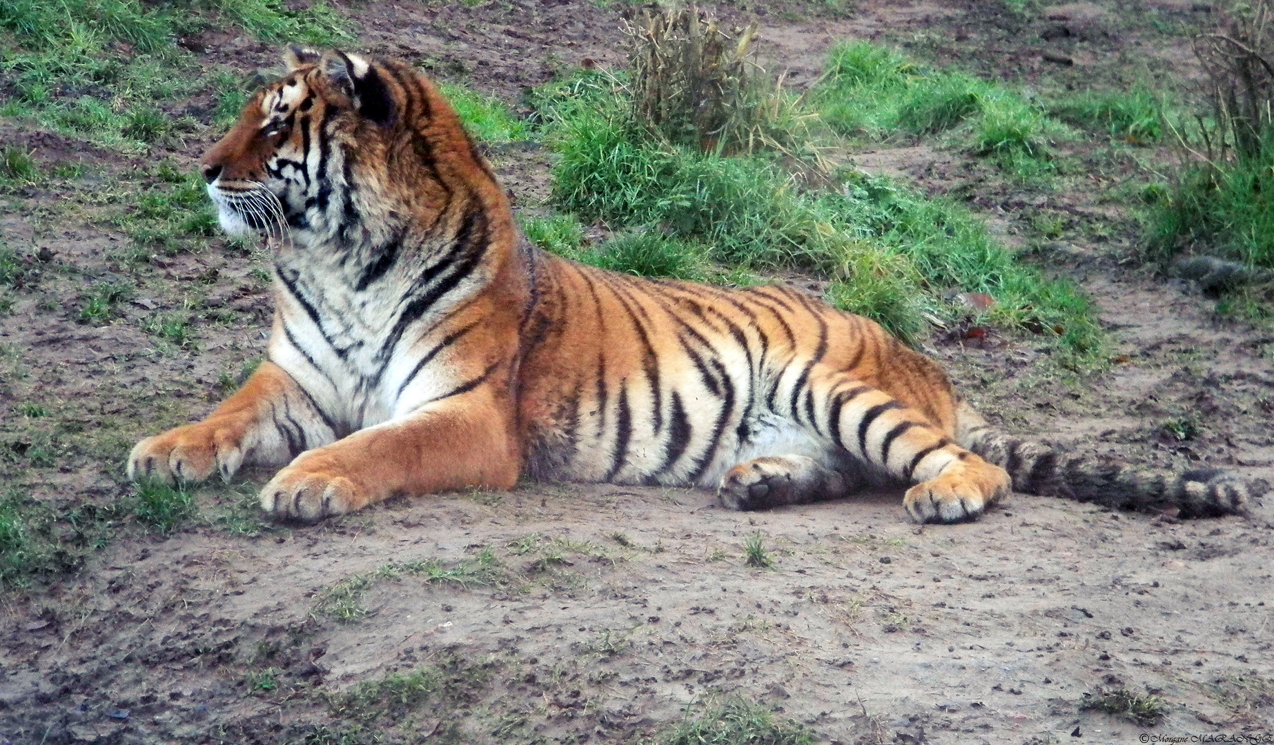 Tigre